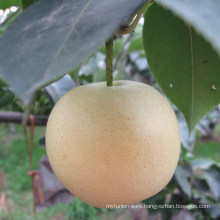 New Crop Fresh Golden Pear